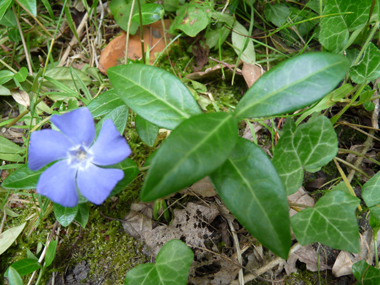 Fleur unique bleu à violet présente au bout d'un long pédoncule. Ses sépales sont courts et glabres. Agrandir dans une nouvelle fenêtre (ou onglet)